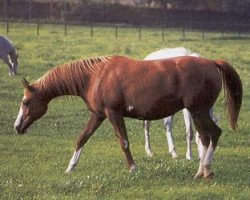 broodmare Neska ox (Arabian thoroughbred, 1978, from Czeremosz ox)