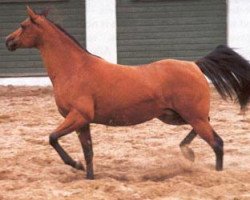 broodmare Nubia ox (Arabian thoroughbred, 1979, from Algomej ox)