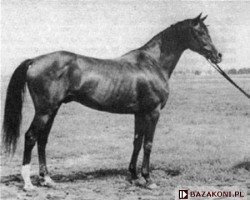 stallion Fordon xx (Thoroughbred, 1969, from Surmacz xx)