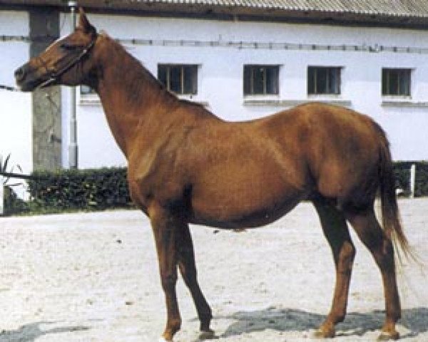 broodmare Nejtyczanka ox (Arabian thoroughbred, 1975, from Banat 1967 ox)