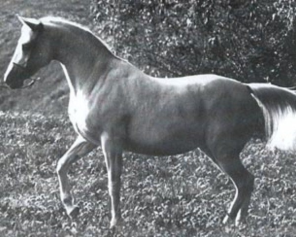 Pferd Nasturcja ox (Vollblutaraber, 1977, von Tryptyk 1965 ox)