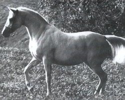 horse Nasturcja ox (Arabian thoroughbred, 1977, from Tryptyk 1965 ox)