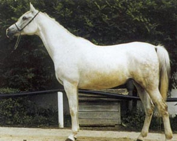 horse Nella ox (Arabian thoroughbred, 1988, from Palas ox)