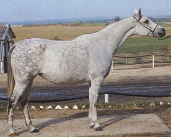 broodmare Nimfa ox (Arabian thoroughbred, 1985, from Partner ox)