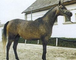 horse Niobe ox (Arabian thoroughbred, 1994, from Pepton ox)