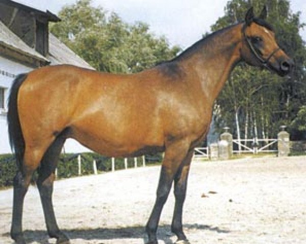 broodmare Nostalgia ox (Arabian thoroughbred, 1987, from Partner ox)