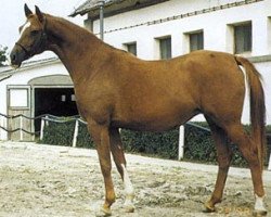 broodmare Nota ox (Arabian thoroughbred, 1993, from Kuhailan Urkub ox)