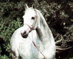 horse Pilawa ox (Arabian thoroughbred, 1976, from Burkan ox)