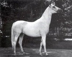 broodmare Pogon ox (Arabian thoroughbred, 1977, from Burkan ox)