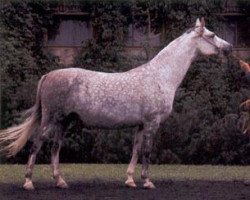 broodmare Patera ox (Arabian thoroughbred, 1978, from Bandos 1964 ox)