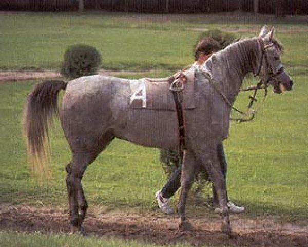 Zuchtstute Pokuta ox (Vollblutaraber, 1984, von Palas ox)