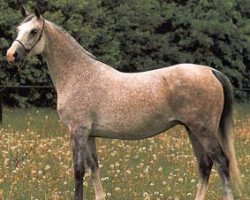 broodmare Cecora ox (Arabian thoroughbred, 1985, from Woroblin ox)