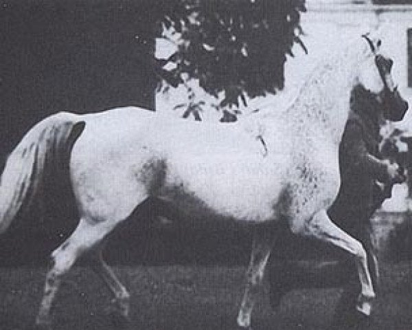 broodmare Cewka (Arabian thoroughbred, 1976, from Celebes 1949 ox)