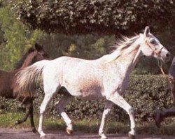 broodmare Cedrela ox (Arabian, 1966, from Doktryner ox)