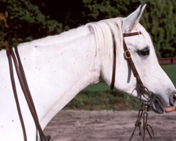 broodmare Celena ox (Arabian thoroughbred, 1991, from Wopo ox)