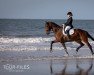 dressage horse Fuyador (Westphalian, 2012, from Franziskus FRH)