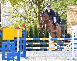 jumper Kannanheart (Oldenburg show jumper, 2014, from Kannan)