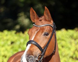 jumper Loona Capriva (Oldenburger Springpferd, 2016, from Lordanos)