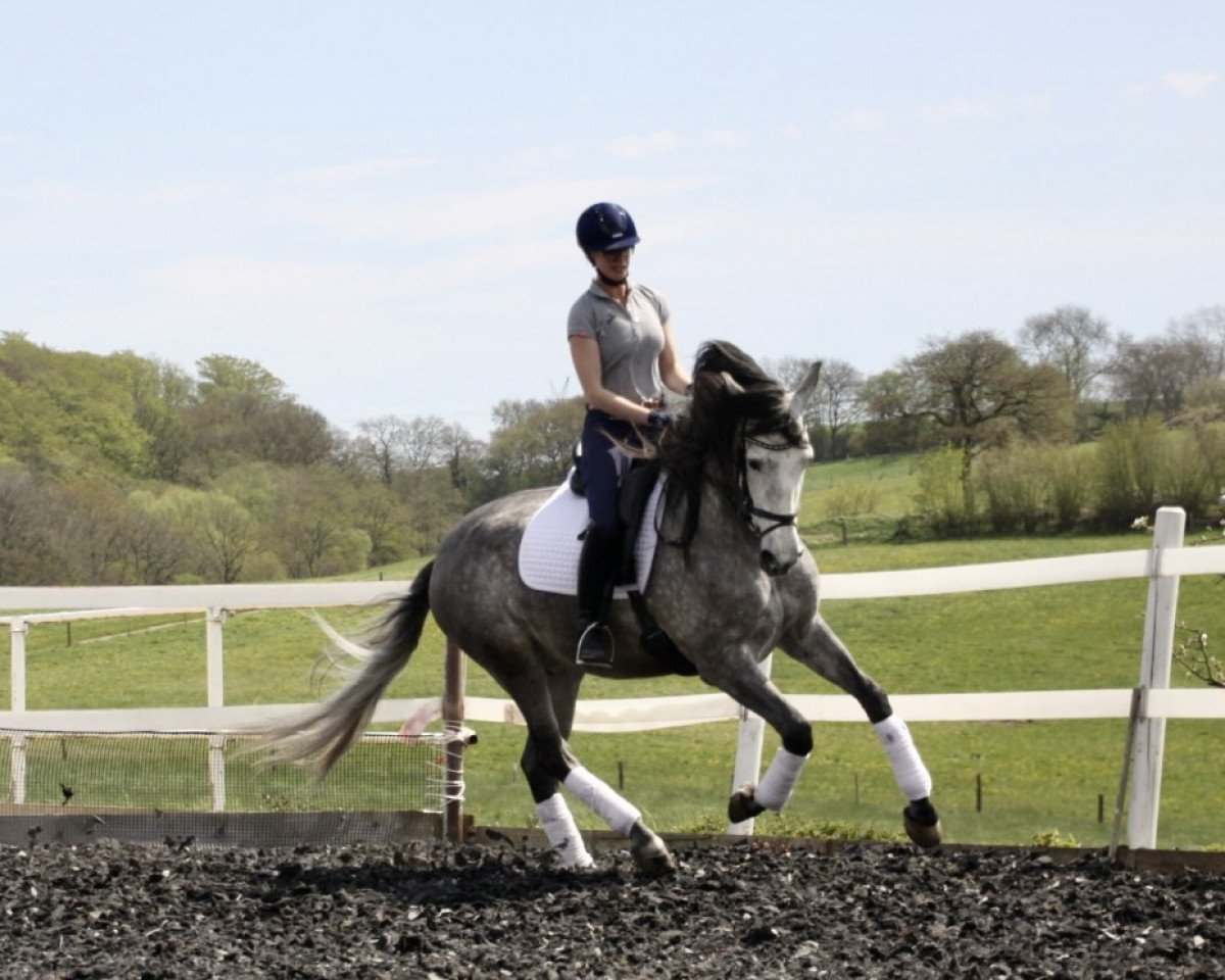 horse Quincallero Ancla (Pura Raza Espanola (PRE), 2017, from Guariqueno Ancla II)