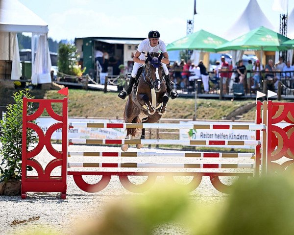 jumper Cotton Kandy (Irish Sport Horse, 2011, from Peter Pan)