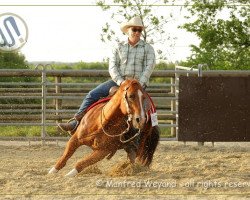 Deckhengst Cattin Cal Boy (Quarter Horse, 1999, von Cattin)