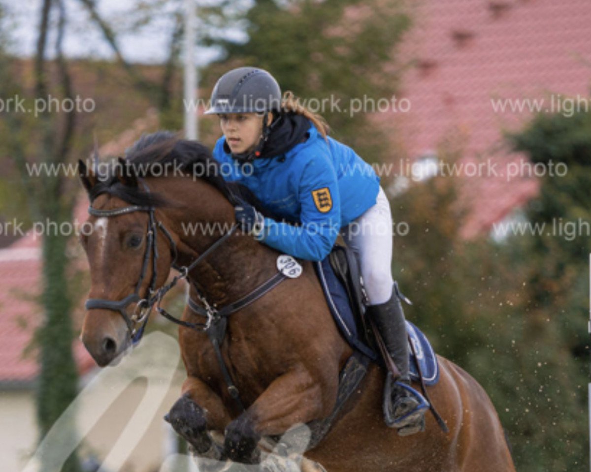 jumper Trofarth Jim (Welsh-Cob (Sek. D), 2011, from Powysvalley Monteray)