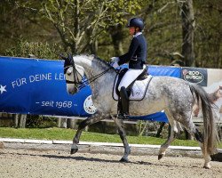 dressage horse Forlani 4 (Westphalian, 2012, from Foundation 2)