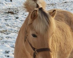 horse Kowalski (Fjord Horse, 2012, from Kvirlo)