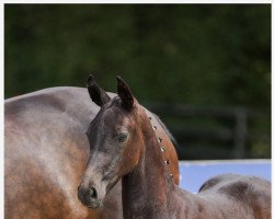 jumper Stutfohlen (Oldenburg show jumper, 2022, from Charthago Blue OLD)