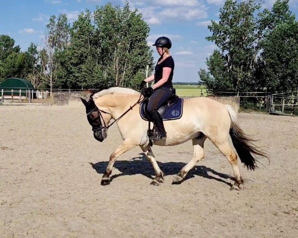 horse Kosar (Fjord Horse, 2013, from Kalusha)