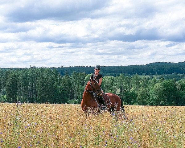 Pferd Aslan (Achal Tekkiner, 2015, von Asat)