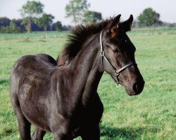 Springpferd Cysar Candid HS (Hannoveraner, 2021, von Tannenhof's Chacco Chacco)