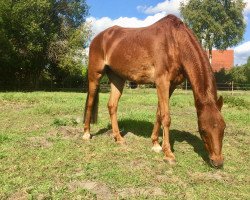 Pferd Gaylord 289 (Welsh Pony (Sek.B), 1995, von Rhoson Gaugin)