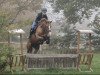 dressage horse Gwyn Juliette (German Riding Pony, 2011, from Acado)