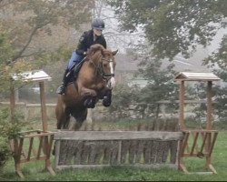 dressage horse Gwyn Juliette (German Riding Pony, 2011, from Acado)