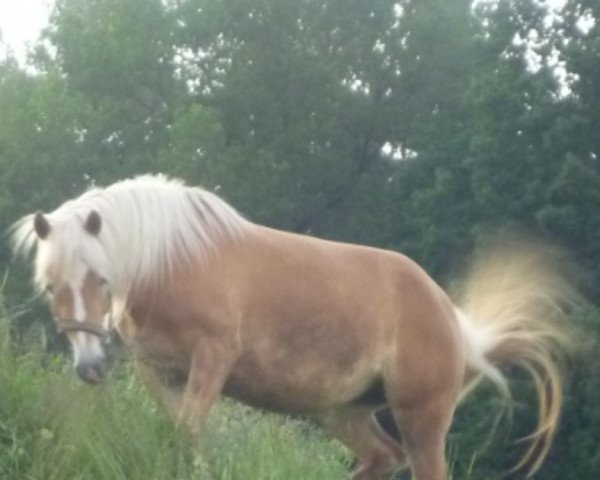 broodmare Odina (Haflinger, 2009, from Weltwind)