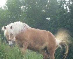 Zuchtstute Odina (Haflinger, 2009, von Weltwind)