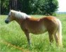 broodmare Nelly (Haflinger, 1983, from Nerz)
