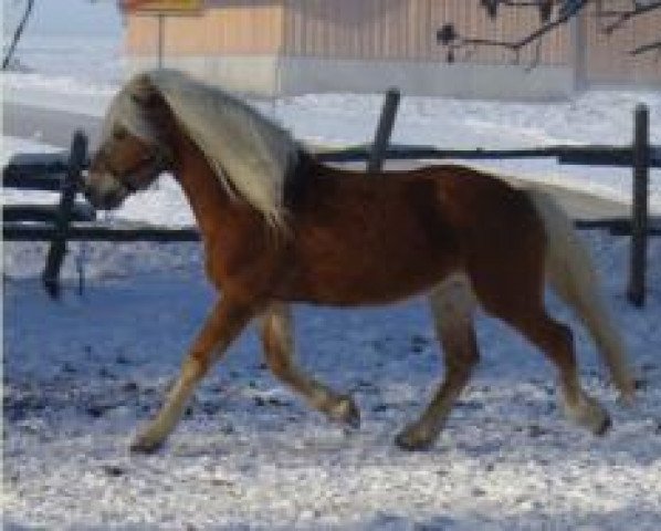 dressage horse Admiral (Haflinger, 1999, from Alpin)