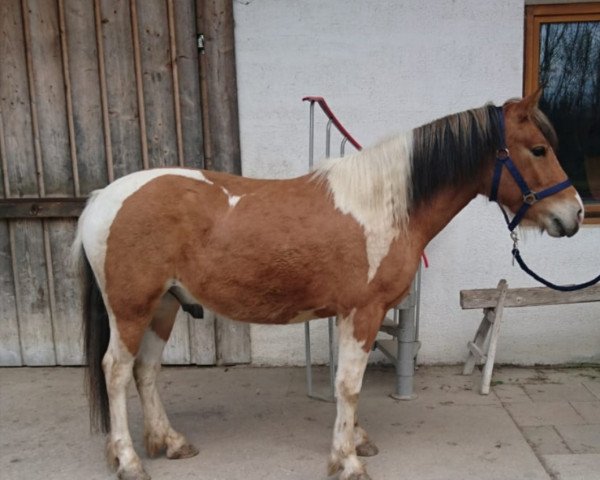 horse Lucky Star (Haflinger Mix, 2017, from Amadeus)