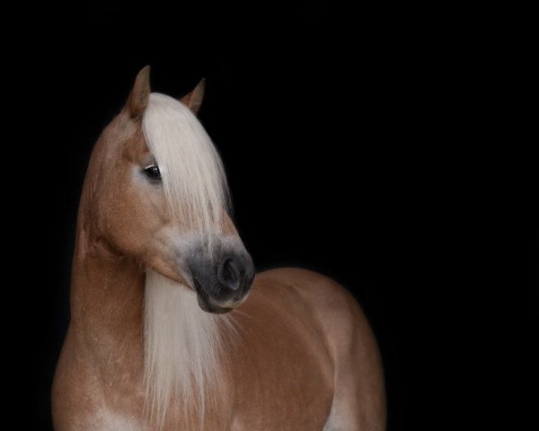 broodmare Stiletta (Haflinger, 2014, from Stand-Up)