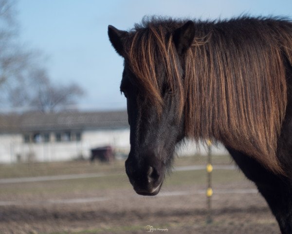 broodmare Grýta frá Strandarhöfði (Iceland Horse, 2000, from Sólon frá Hóli v/Dalvik)