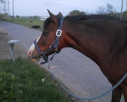 Pferd Fanny (Deutsches Reitpony, 2000, von Marsstern)