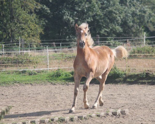 Pferd Wilma (Haflinger, 2022, von Witali)