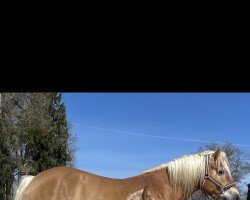 Pferd Wizard (Haflinger, 2021, von Witali)