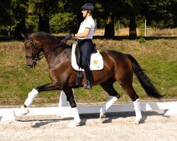 dressage horse Quedez (Hanoverian, 2015, from Quantensprung 3)