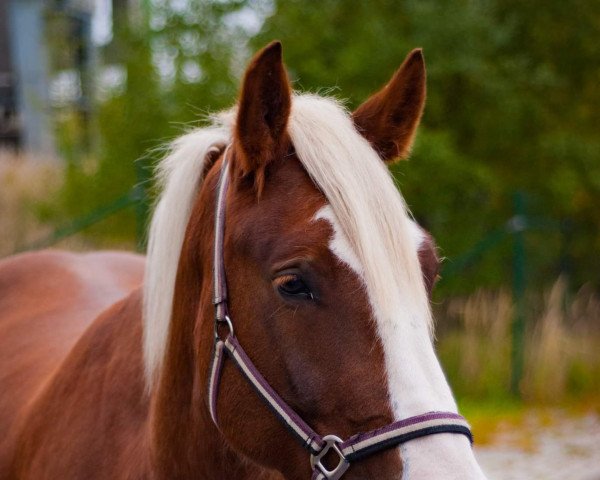 horse Markant (Black Forest Horse, 2019, from Markstein)