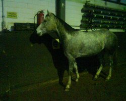 Pferd Broadys Train (Quarter Horse, 2004, von Nics Peppy Train)