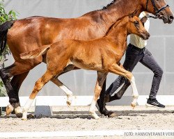 dressage horse Stute von For Romance I / Sorento (Hanoverian, 2022, from For Romance I)