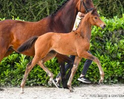 dressage horse Stute von Total McLaren / Dutch Dormello (Hanoverian, 2022, from Total McLaren)